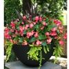 ivyandbegonia